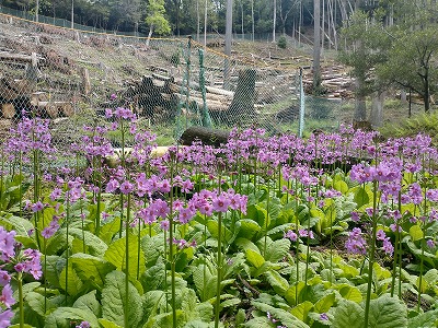 雨社大神ではクリンソウが満開でした。三色のクリンソウが見られるようです。