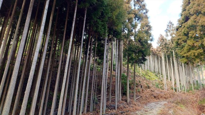 綺麗な北山杉