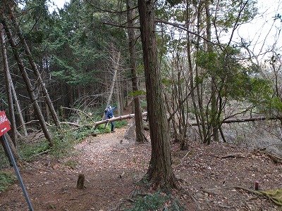 白石神社分岐　猪の堀跡が多い。倒木を跨いで進む。この先、急坂で枯れ葉で滑りやすい。