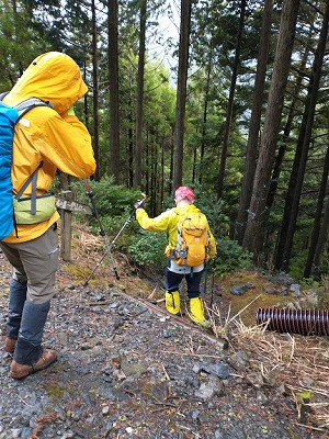 林道を渡り「城の鼻」から下山する。濡れた丸太の階段に注意しながら下山する。