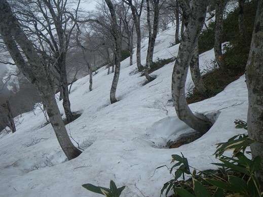 北側斜面には、こんなに雪がある場所も。