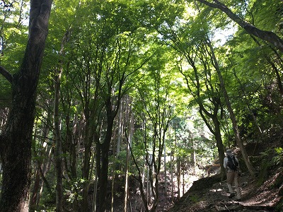 楼門の滝近くの登山道。新緑がとってもきれいです。