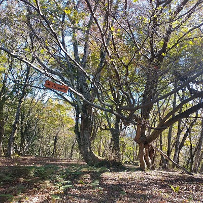 向山山頂。ブナ林がとってもいい雰囲気で熊が似合いそうな山です。実際、山名板の下に熊のものらしき糞がありました(^^;)