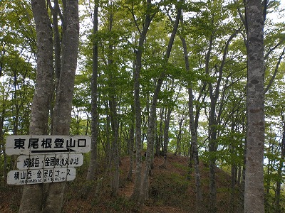 金居原コースへの分岐。ブナの原生林がきれいです。