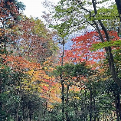 少し紅葉も始まっています。