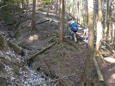 一番目の谷筋歩き。沢床を歩くのは厳しいと思ったが、思ったほどの倒木ではなさそうなので、沢床を歩くことにした。