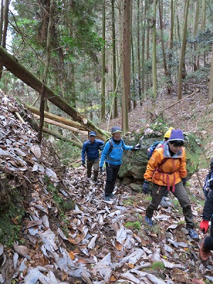 土が湿っていてとても歩きやすいです。