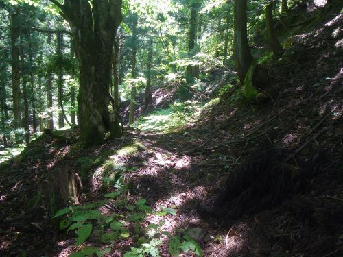 サンバソ谷出合の高台の栃。飯場跡があったのでは？