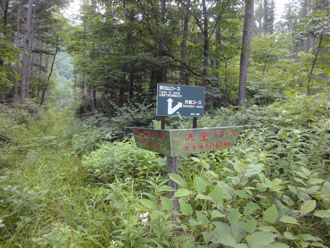 さらに分岐を茶臼山コースへ（川渡り気をつけて）