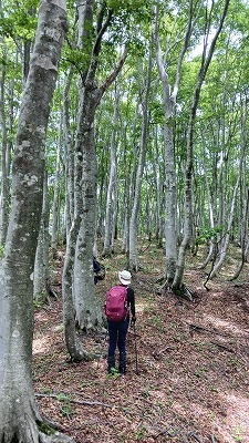 美しい下谷山付近の尾根③