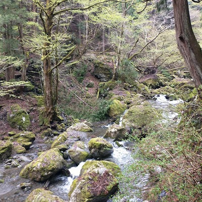 苔が活き活きし、ひっそりとしたいい雰囲気の谷だ。前日の雨で水が勢いよく流れ水量も多い。この谷を何回か渡渉する。