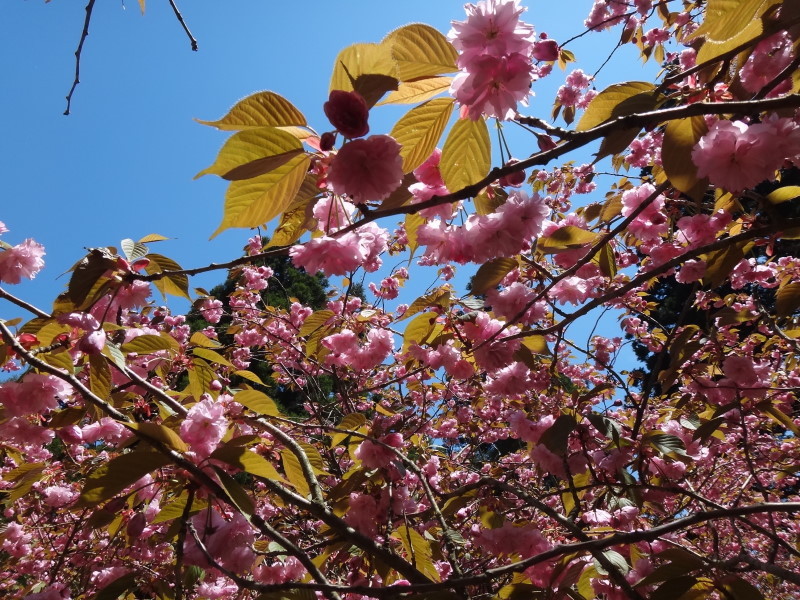 境内の桜がちょうど満開