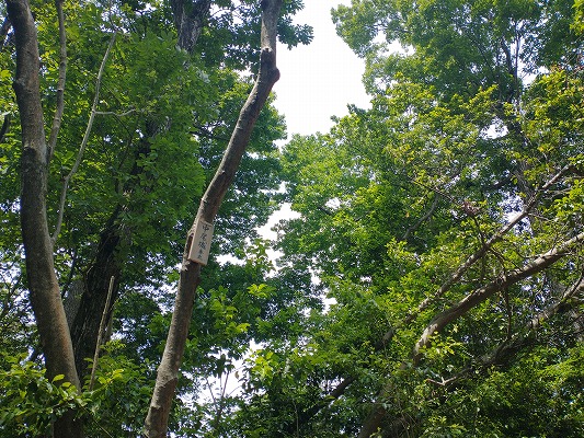 中尾城跡には何もありませんが、陽が差し込み気持ちのいい場所です。