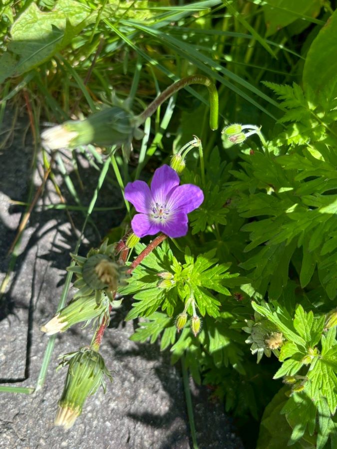 訓練して仲間と登る山は格別です