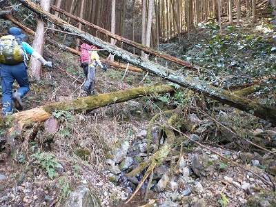 歩きやすそうな場所を選んで登っていく。