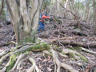縦走路合流地点を目指して獣道を頼りに登る。斜面は崩れやすく滑りやすいので要注意だ。