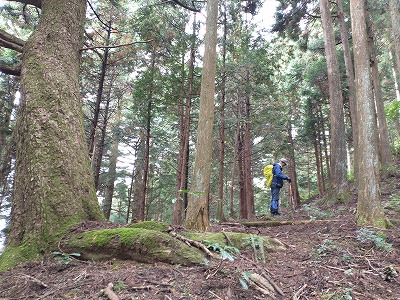 岳から旭山への登山道。岳を直登したら、あとは標高差はなく歩きやすいです。