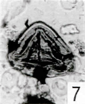 7. Striatella sp. [Pech 1-05: 68,3/109,5]