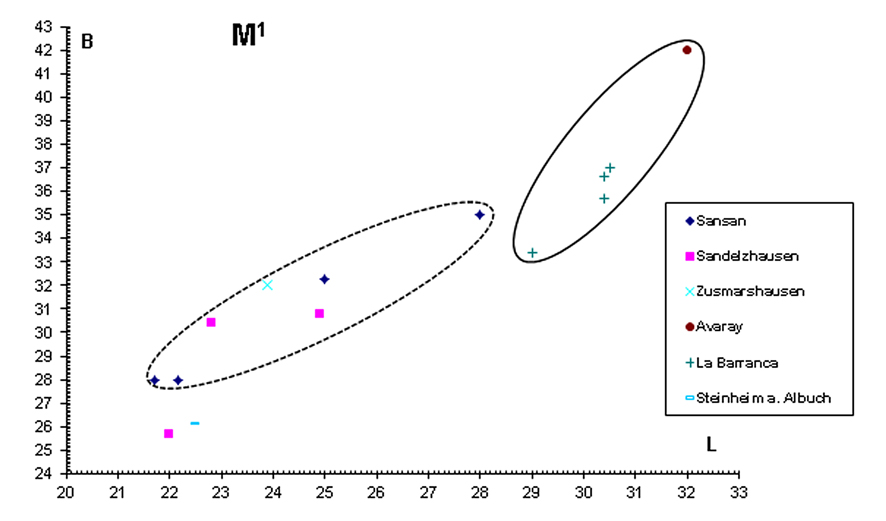 Abb. 5: Längen-Breiten-Diagramm des M1 von Amphicyon ...
