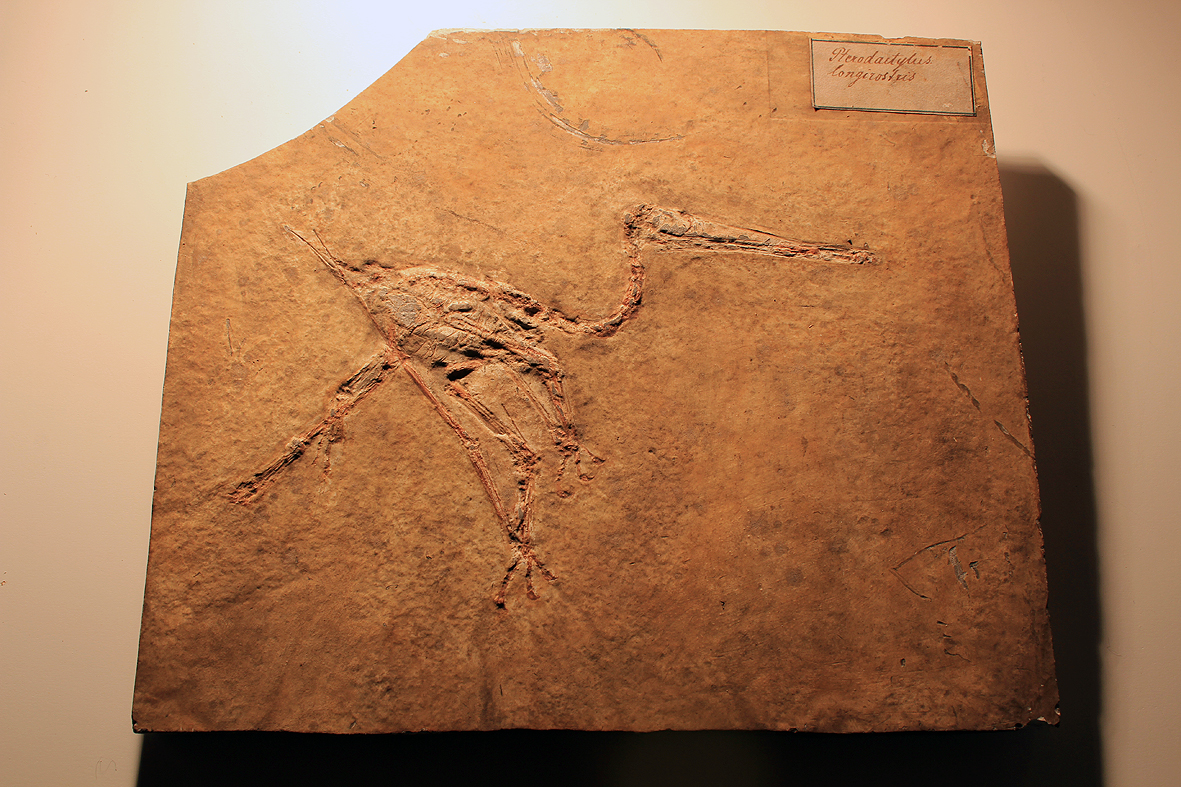 "Pterodactylus longirostris" - Historischer Abguss, koloriert, nicht gesäubert; Maße etwa 23,5x20 Zentimeter. 