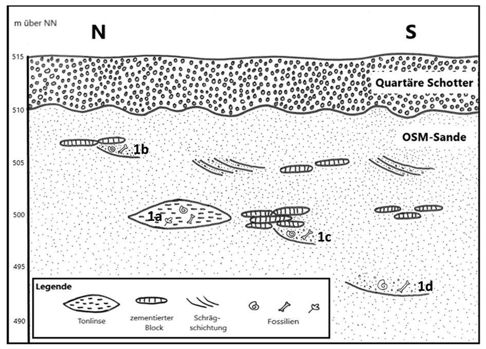 Abb. 9: Schematisches Profil mit den bekannten Fossilfundlagen (1a, 1b, 1c, 1d).