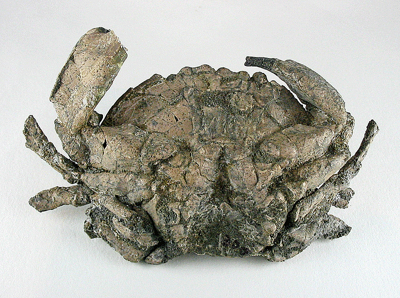 Abb. 5: Harpactoxanthopsis sp.; Nummulitenkoepfl Mb, Adelholzen Fm; Zementstbr. Rohrdorf (Photo & Slg. KMENT).