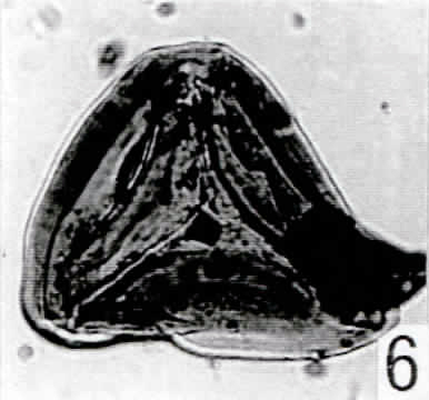 6. Striatella jurassica [Pech 1-03: 36,7/100,2]