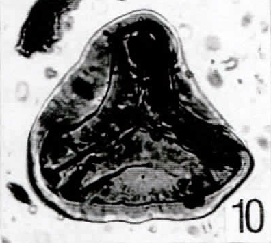 10. Deltoidospora toralis [Pech 1-12: 44,2/101,7]