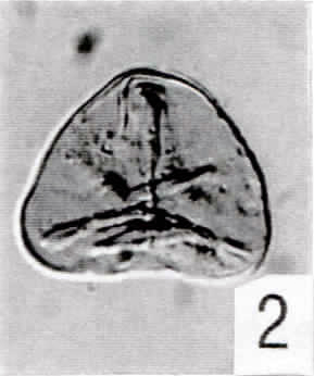 2. Cyathidites minor (Pech 1-01: 53,3/98,3) (IC)