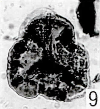 9. Spore "A" [Pech 1-12: 31,0/97,6]