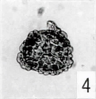 4. cf. Leptolepidites [Pech 1-02: 30,2/101,1]