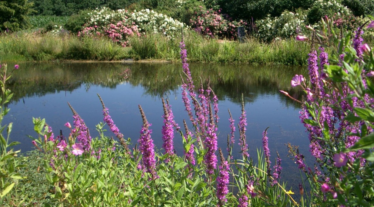 See auf der hauseigenen Wiese