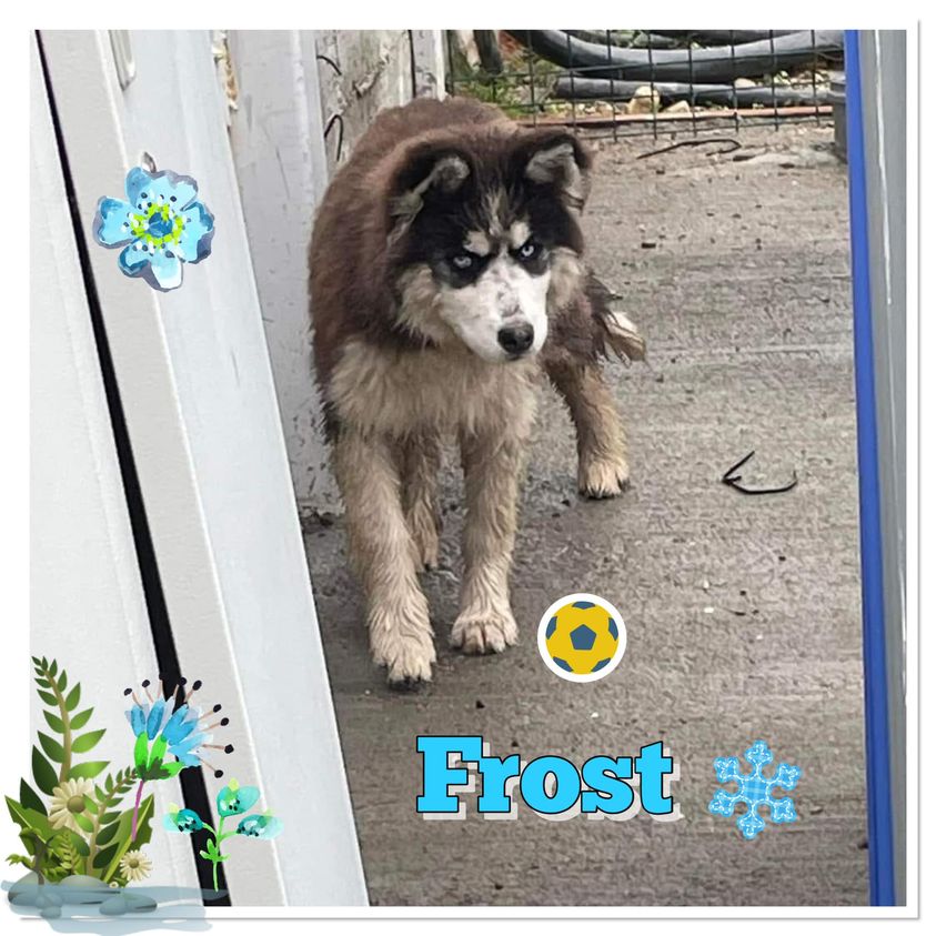 Frost 8 Monate alter Husky 
