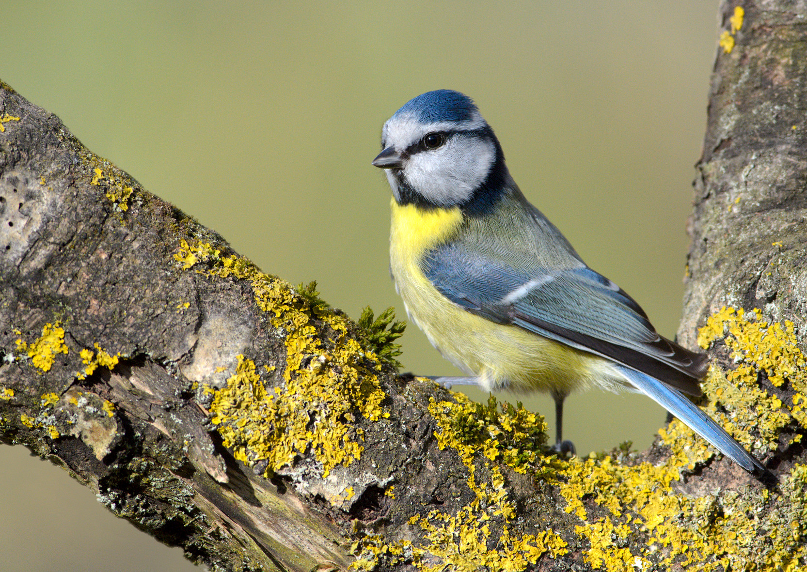 Die zierliche Blaumeise wurde Achte aber noch nie Vogel des Jahres. Foto: Nabu-Archiv