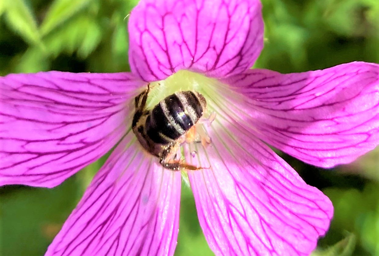 Honigbiene "taucht" in Storchschnabelblüte