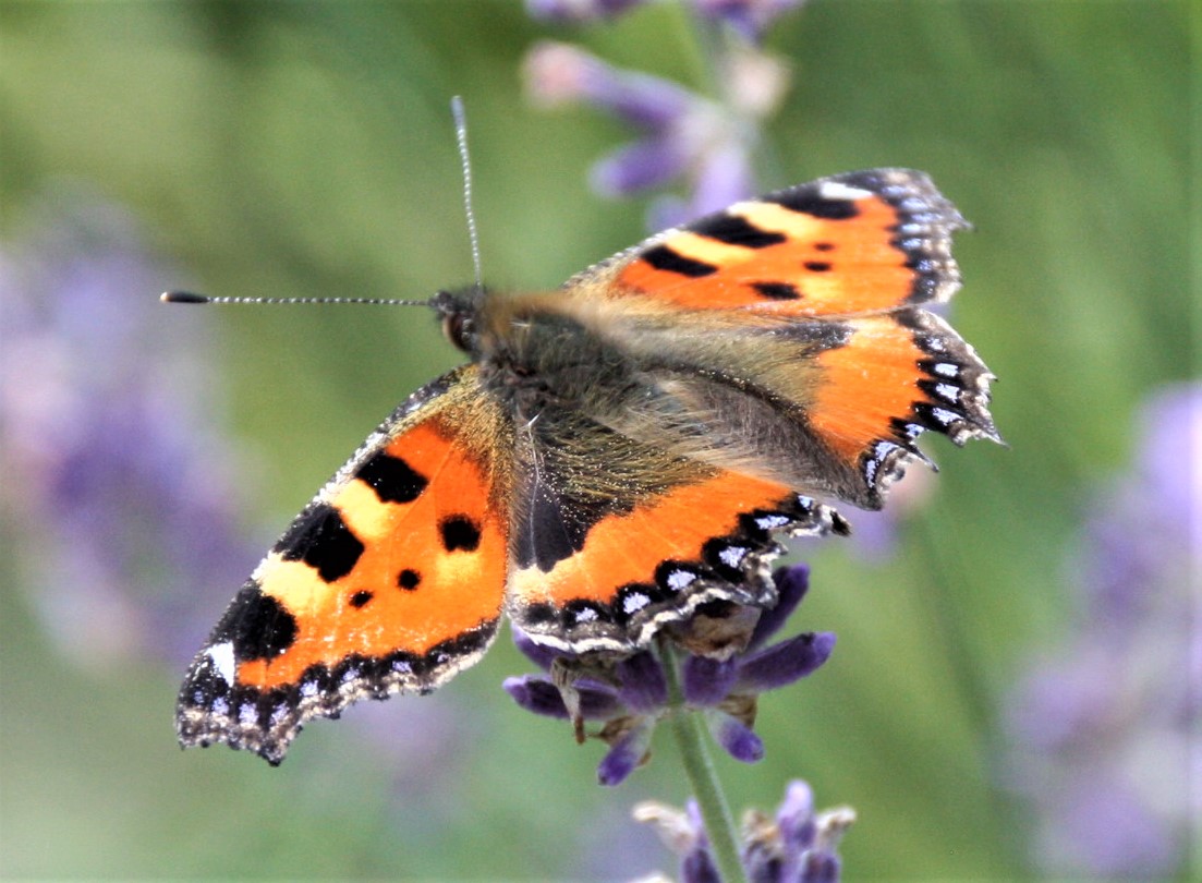 Kleiner Fuchs und andere Falter lieben Lavendel, Foto: K. H.