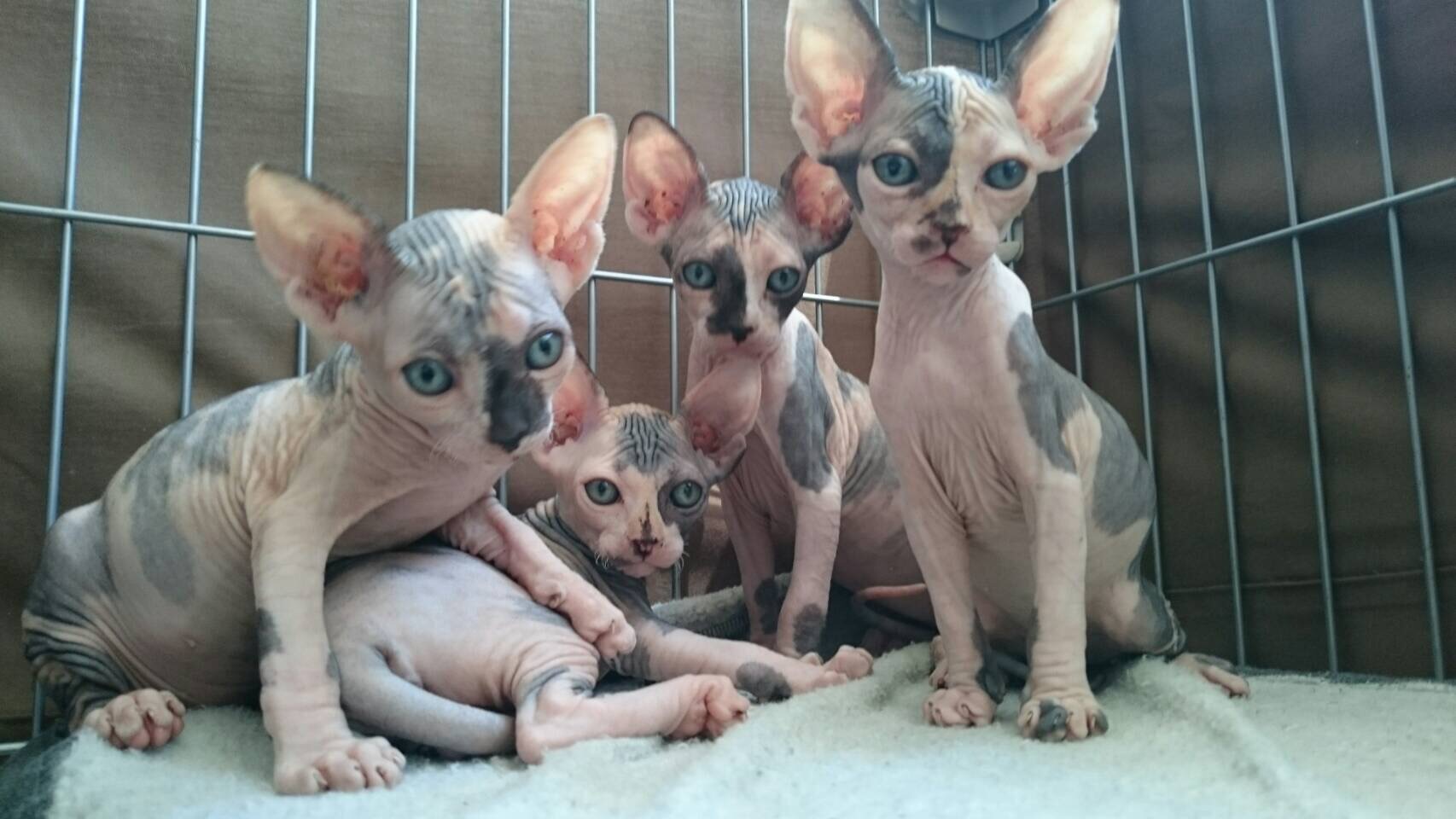 Candy Catへようこそ Candy Cat Sphinx ページ Candy Catへようこそ Candy Cat Sphinx ページ
