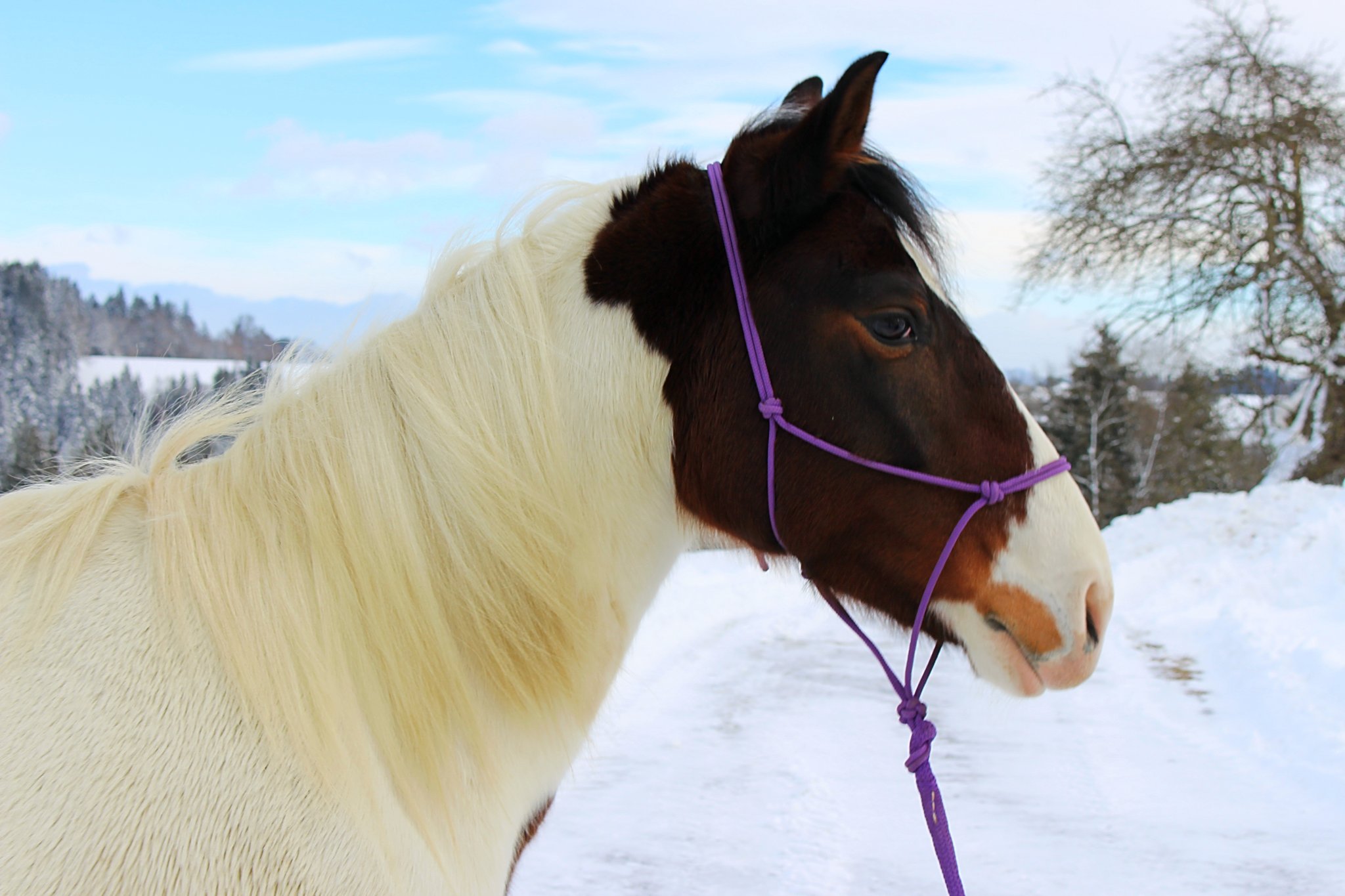 Knotenhalfter lila