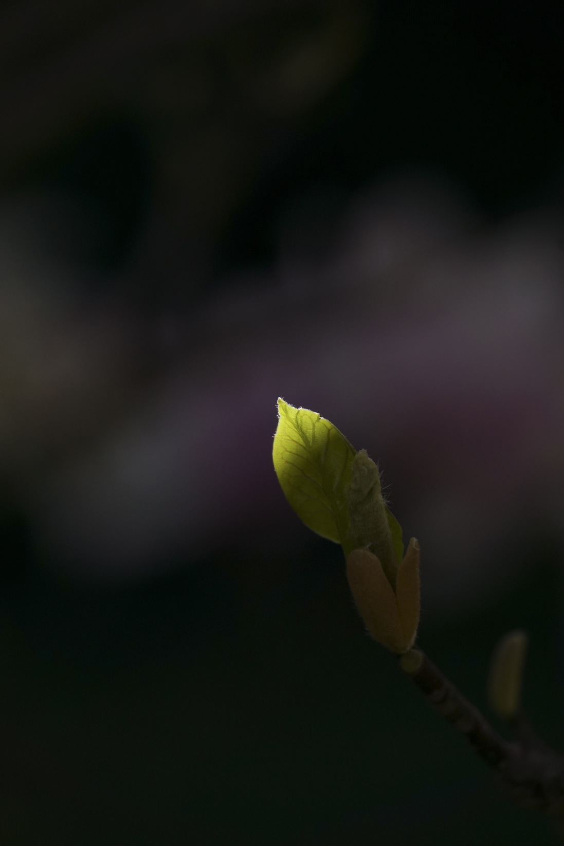 Dans l'ombre d'un magnolia