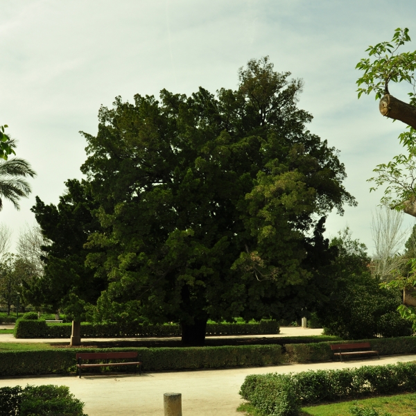 Arból kusamaki (Podocarpus macrophyllus). Altura 13,20 m