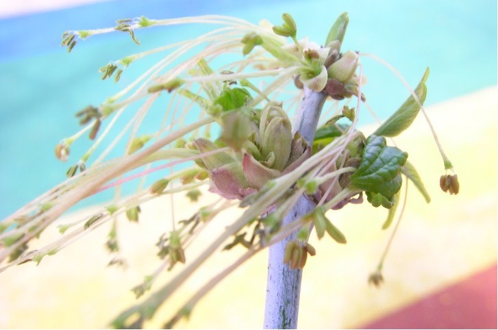 Aparecen las hojas, después de las flores