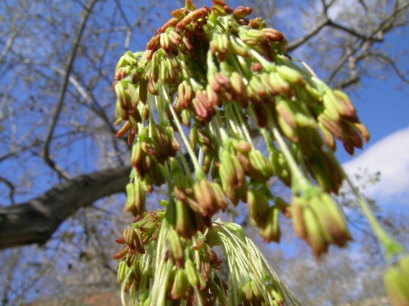 Flores masculinas, dispuestas en ramicillos colgantes.