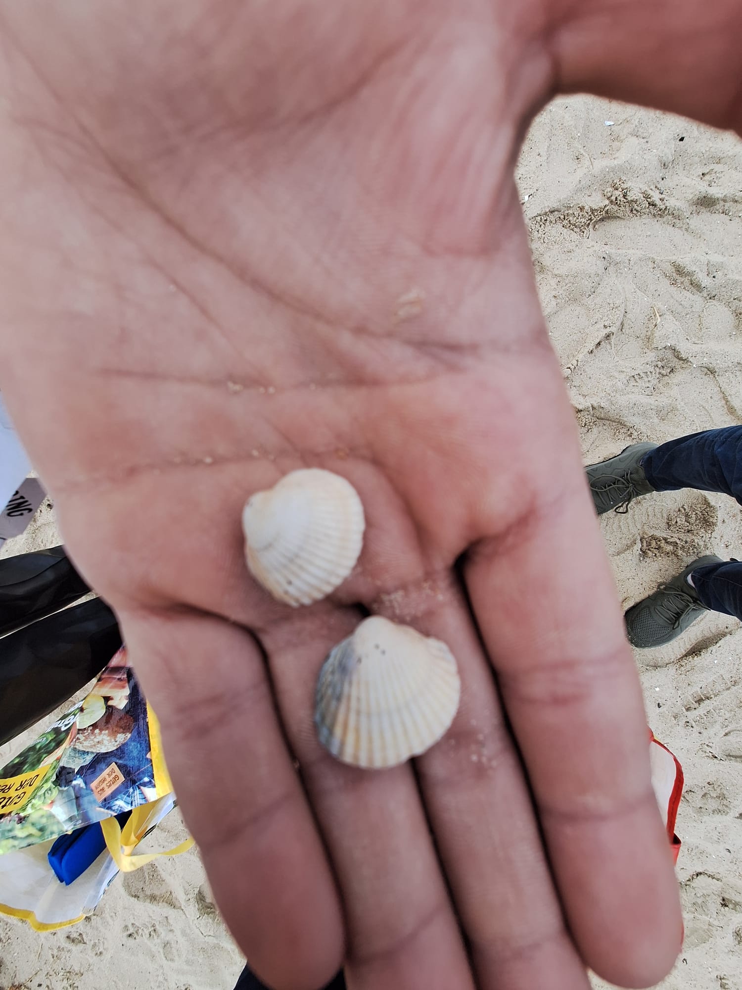 Eine Hand hält zwei Muscheln.