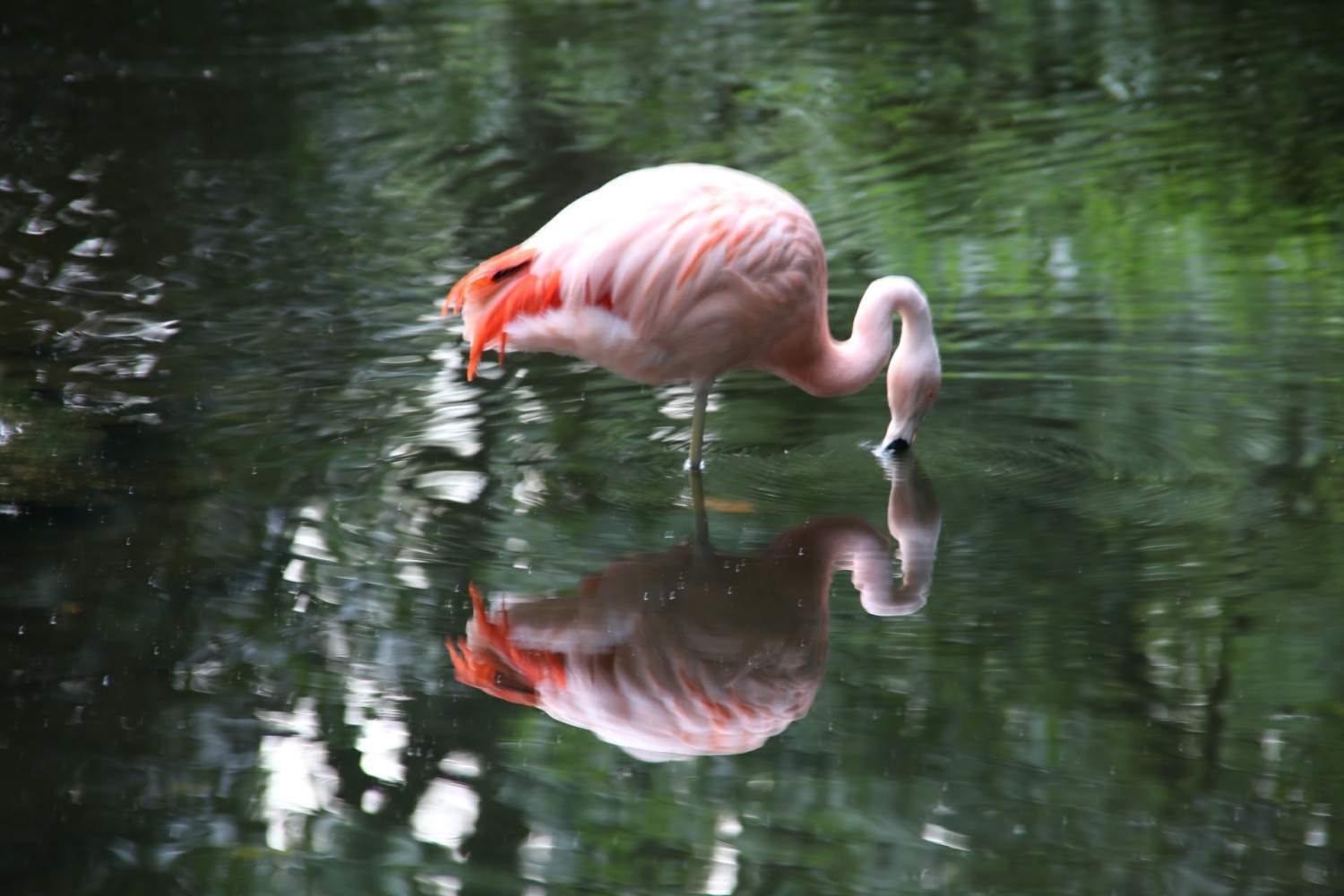 Flamingo-Günther