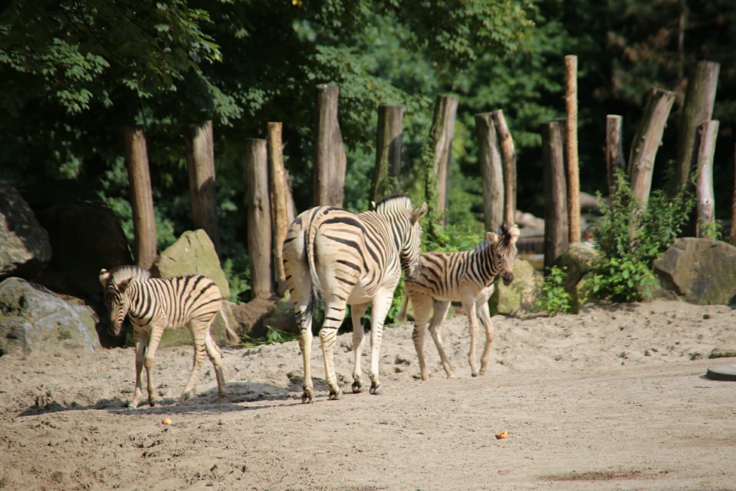 Zebras-Günther
