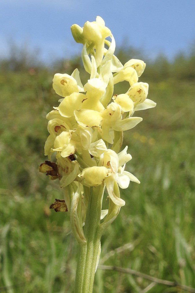 Schwerer Verlust im Rautal: Orchideen-Diebstahl bedroht Artenvielfalt