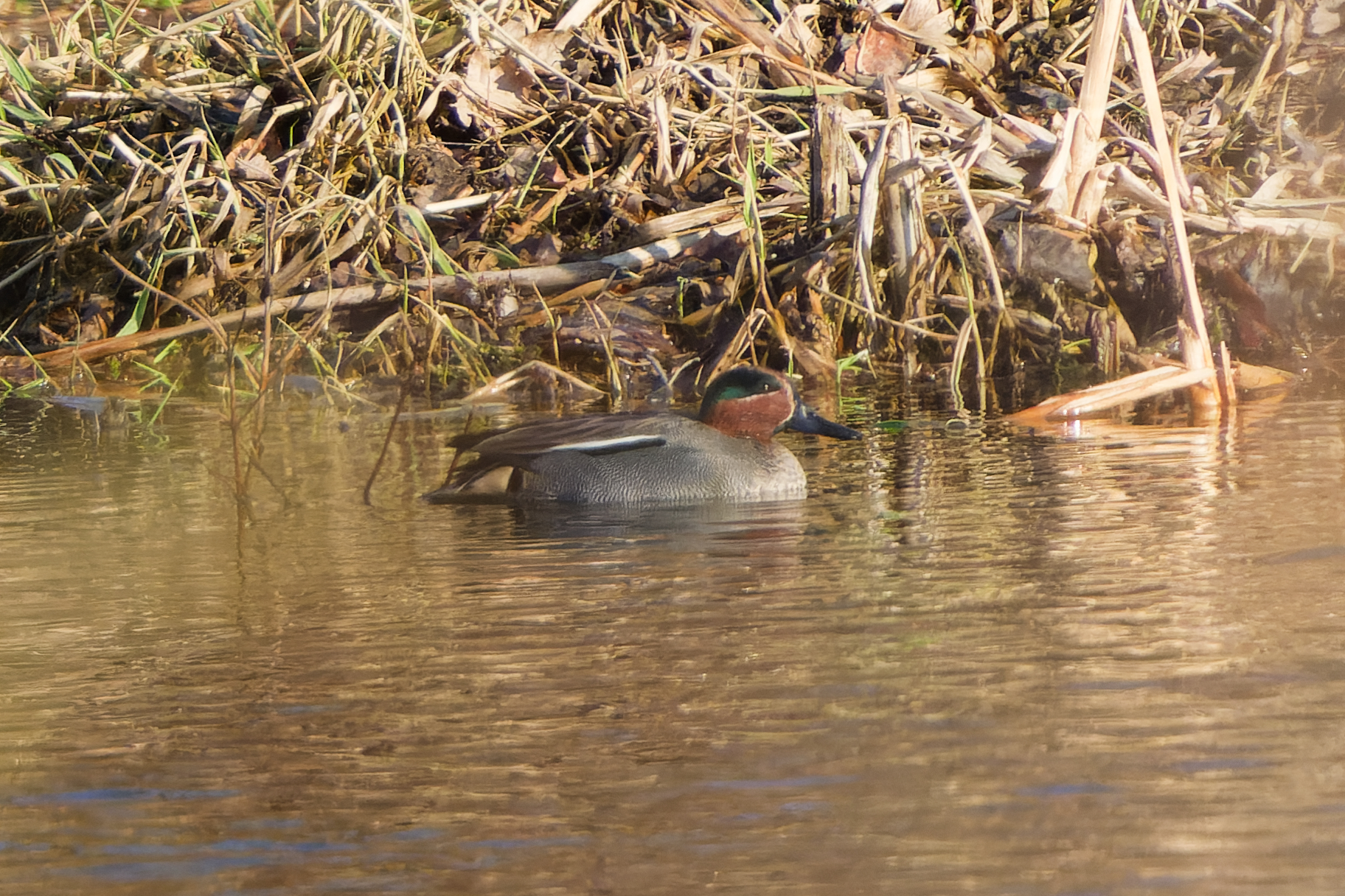 Wasservogelzählung im Januar