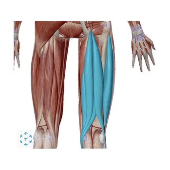腰痛の話-3 前かがみになると腰が痛い原因は？