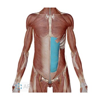 腰痛の話-6 仰向けで寝ると腰が痛い原因は？