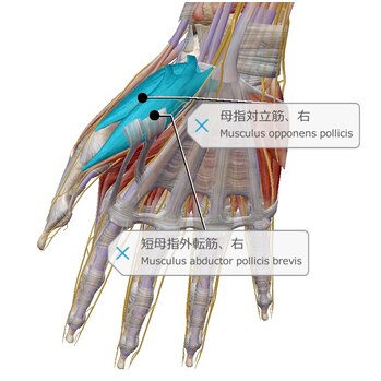 腕が上がらない原因は？四十肩？五十肩？